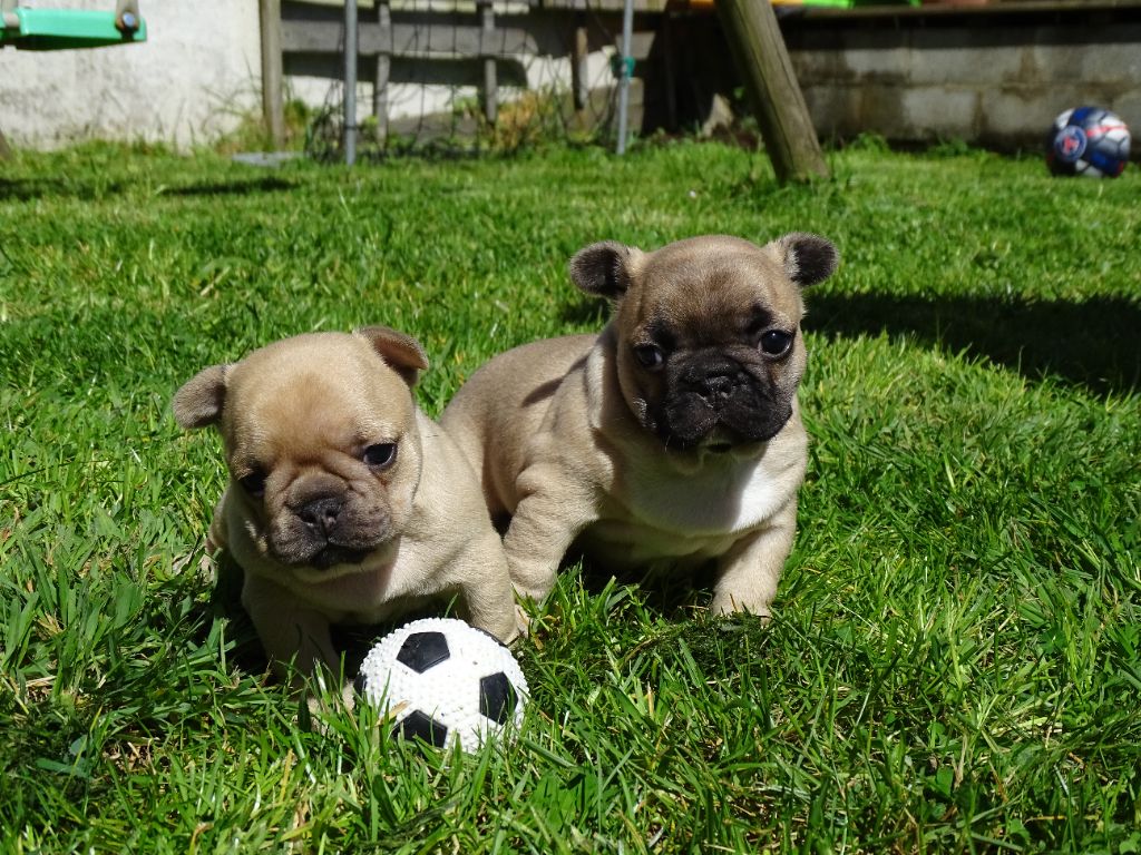 chiot Bouledogue français Du Royaume Du Bout Du Monde